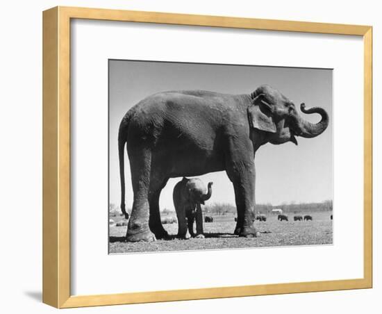 Butch, Baby Female Indian Elephant in the Dailey Circus, Standing Beneath Full Size Elephant-Cornell Capa-Framed Photographic Print