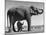 Butch, Baby Female Indian Elephant in the Dailey Circus, Standing Beneath Full Size Elephant-Cornell Capa-Mounted Photographic Print
