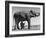 Butch, Baby Female Indian Elephant in the Dailey Circus, Standing Beneath Full Size Elephant-Cornell Capa-Framed Photographic Print