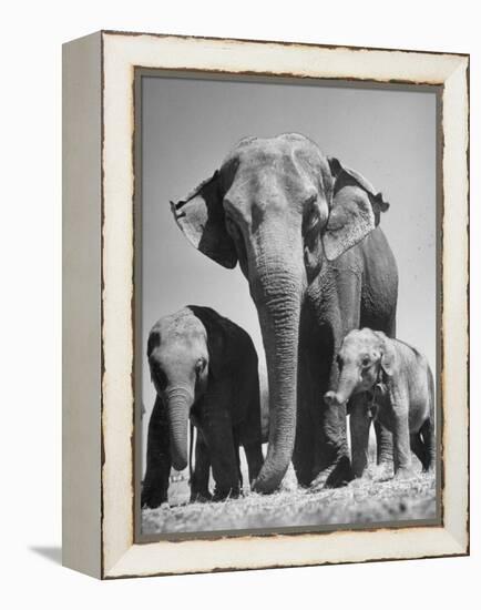 Butch, Baby Female Indian Elephant-Cornell Capa-Framed Premier Image Canvas