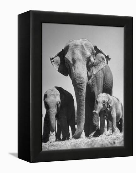 Butch, Baby Female Indian Elephant-Cornell Capa-Framed Premier Image Canvas