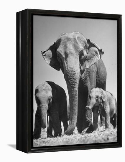 Butch, Baby Female Indian Elephant-Cornell Capa-Framed Premier Image Canvas