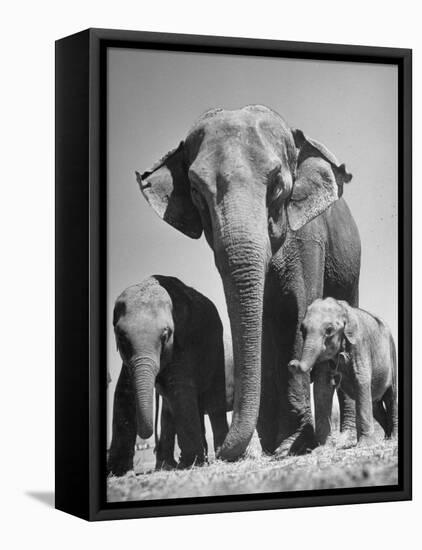Butch, Baby Female Indian Elephant-Cornell Capa-Framed Premier Image Canvas