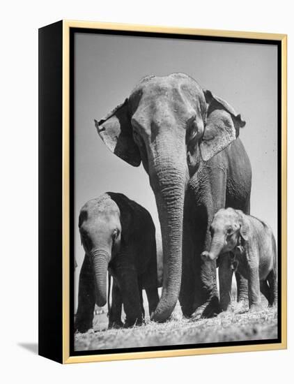 Butch, Baby Female Indian Elephant-Cornell Capa-Framed Premier Image Canvas