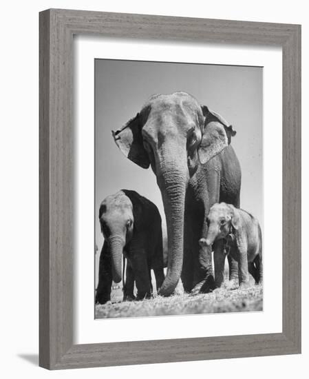 Butch, Baby Female Indian Elephant-Cornell Capa-Framed Photographic Print