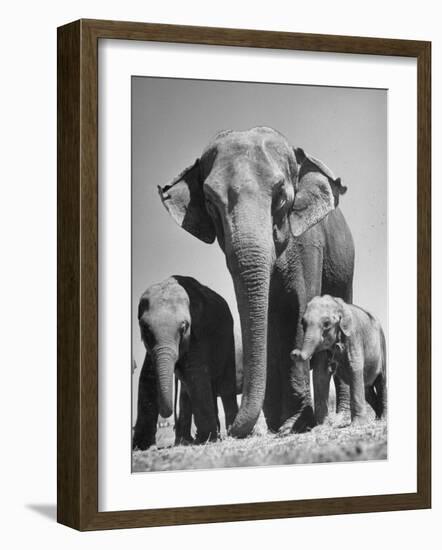 Butch, Baby Female Indian Elephant-Cornell Capa-Framed Photographic Print