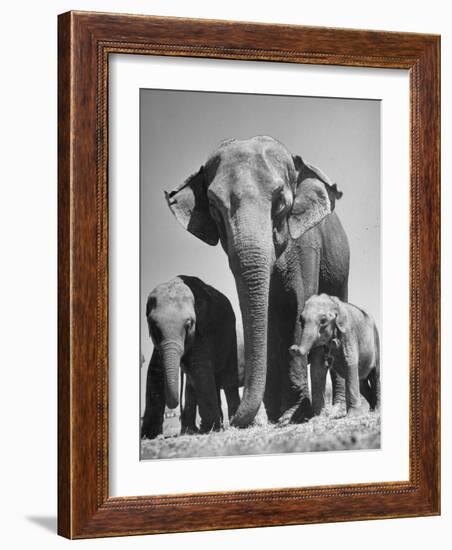 Butch, Baby Female Indian Elephant-Cornell Capa-Framed Photographic Print