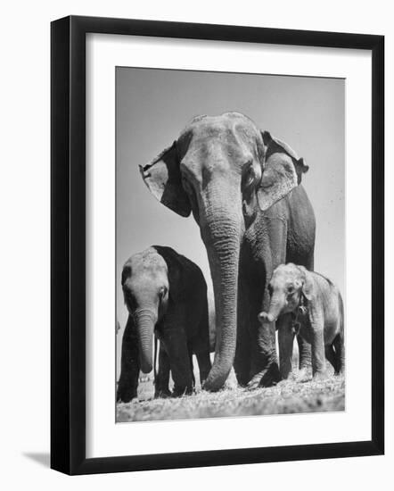 Butch, Baby Female Indian Elephant-Cornell Capa-Framed Photographic Print