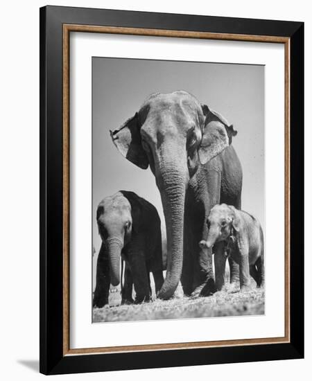 Butch, Baby Female Indian Elephant-Cornell Capa-Framed Photographic Print