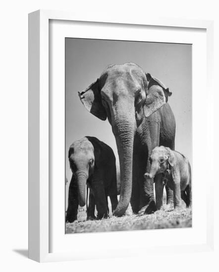 Butch, Baby Female Indian Elephant-Cornell Capa-Framed Photographic Print