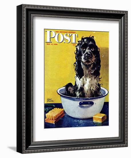 "Butch Gets a Bath," Saturday Evening Post Cover, May 11, 1946-Albert Staehle-Framed Giclee Print