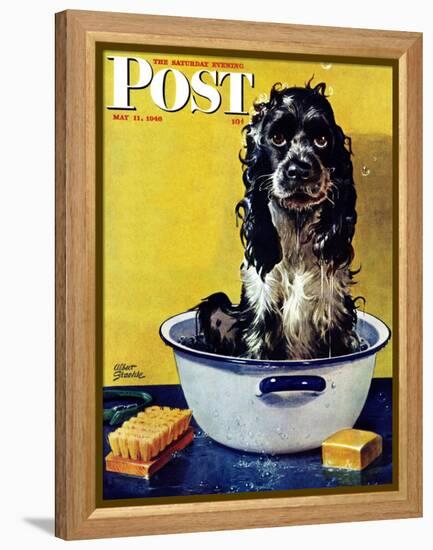 "Butch Gets a Bath," Saturday Evening Post Cover, May 11, 1946-Albert Staehle-Framed Premier Image Canvas