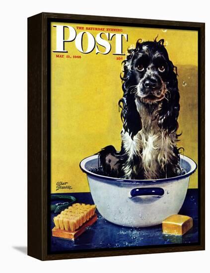 "Butch Gets a Bath," Saturday Evening Post Cover, May 11, 1946-Albert Staehle-Framed Premier Image Canvas
