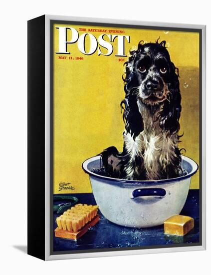 "Butch Gets a Bath," Saturday Evening Post Cover, May 11, 1946-Albert Staehle-Framed Premier Image Canvas