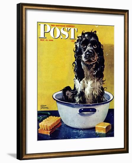 "Butch Gets a Bath," Saturday Evening Post Cover, May 11, 1946-Albert Staehle-Framed Giclee Print