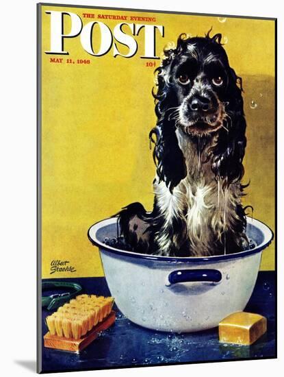"Butch Gets a Bath," Saturday Evening Post Cover, May 11, 1946-Albert Staehle-Mounted Premium Giclee Print