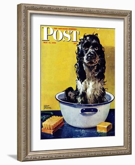 "Butch Gets a Bath," Saturday Evening Post Cover, May 11, 1946-Albert Staehle-Framed Giclee Print