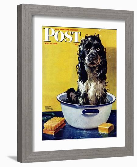 "Butch Gets a Bath," Saturday Evening Post Cover, May 11, 1946-Albert Staehle-Framed Giclee Print