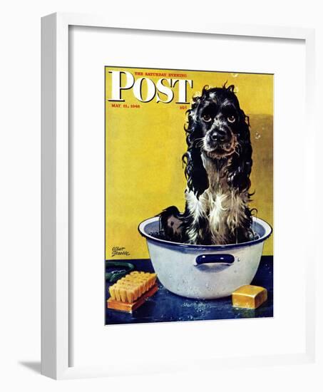 "Butch Gets a Bath," Saturday Evening Post Cover, May 11, 1946-Albert Staehle-Framed Giclee Print