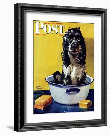 "Butch Gets a Bath," Saturday Evening Post Cover, May 11, 1946-Albert Staehle-Framed Giclee Print