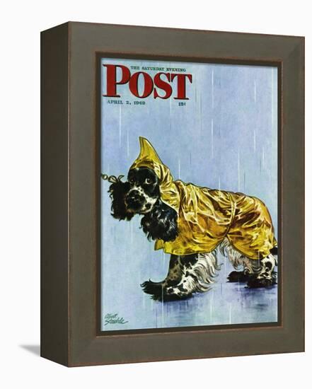 "Butch in Raingear," Saturday Evening Post Cover, April 2, 1949-Albert Staehle-Framed Premier Image Canvas