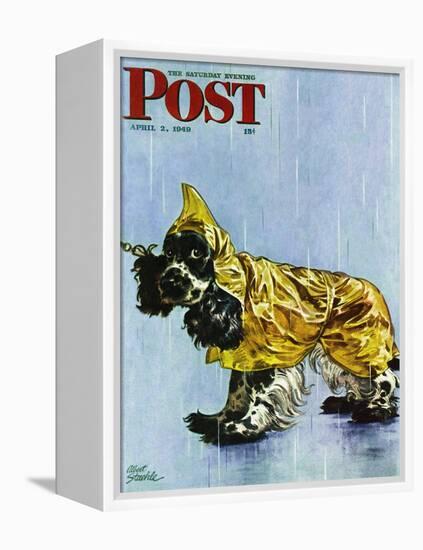 "Butch in Raingear," Saturday Evening Post Cover, April 2, 1949-Albert Staehle-Framed Premier Image Canvas