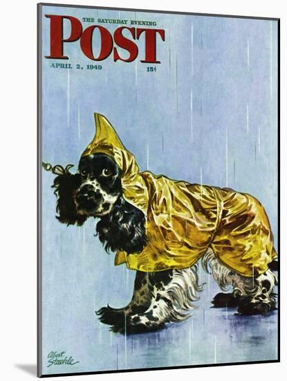 "Butch in Raingear," Saturday Evening Post Cover, April 2, 1949-Albert Staehle-Mounted Giclee Print