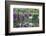 Butchart Gardens in Full Bloom, Victoria, British Columbia, Canada-Terry Eggers-Framed Photographic Print