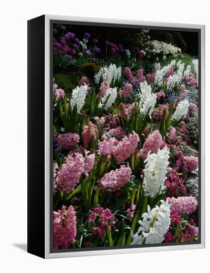 Butchart Gardens, Victoria, British Columbia, Canada-null-Framed Premier Image Canvas