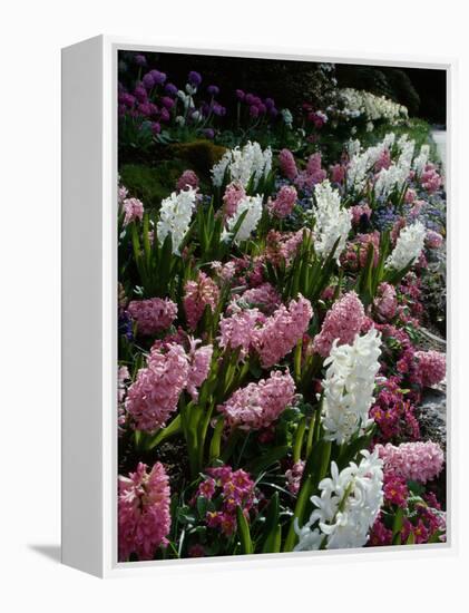 Butchart Gardens, Victoria, British Columbia, Canada-null-Framed Premier Image Canvas