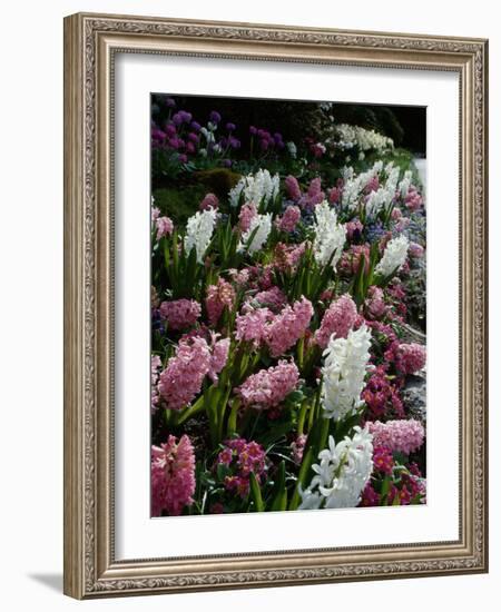 Butchart Gardens, Victoria, British Columbia, Canada-null-Framed Photographic Print