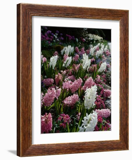 Butchart Gardens, Victoria, British Columbia, Canada-null-Framed Photographic Print