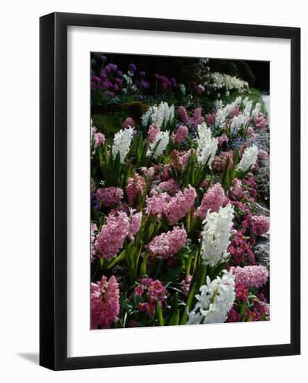 Butchart Gardens, Victoria, British Columbia, Canada-null-Framed Photographic Print