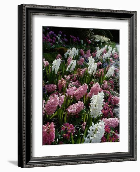 Butchart Gardens, Victoria, British Columbia, Canada-null-Framed Photographic Print