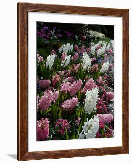 Butchart Gardens, Victoria, British Columbia, Canada-null-Framed Photographic Print