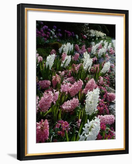 Butchart Gardens, Victoria, British Columbia, Canada-null-Framed Photographic Print