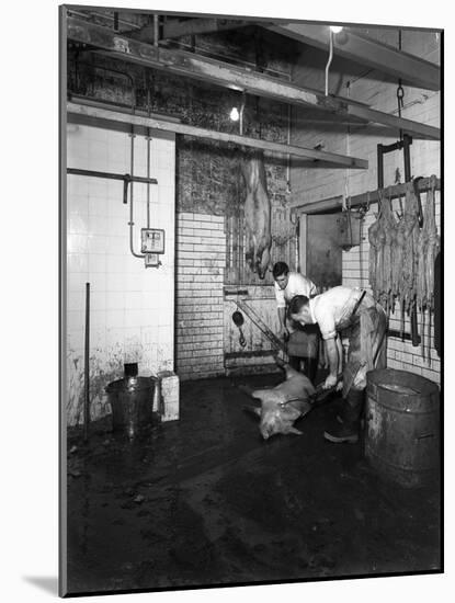 Butchery Factory, Rawmarsh, South Yorkshire, 1955-Michael Walters-Mounted Photographic Print