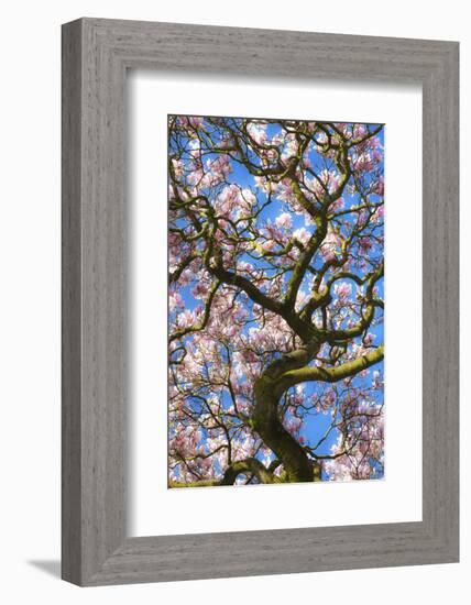 Bute Park, Cardiff, Wales, United Kingdom, Europe-Billy Stock-Framed Photographic Print