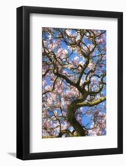 Bute Park, Cardiff, Wales, United Kingdom, Europe-Billy Stock-Framed Photographic Print