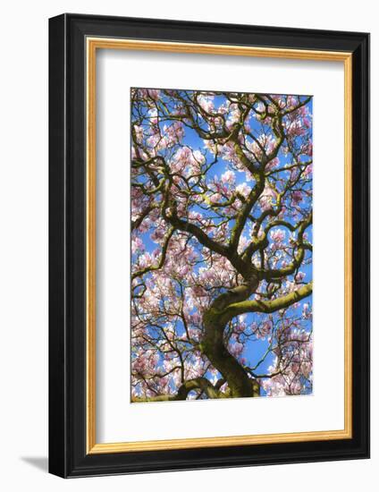 Bute Park, Cardiff, Wales, United Kingdom, Europe-Billy Stock-Framed Photographic Print