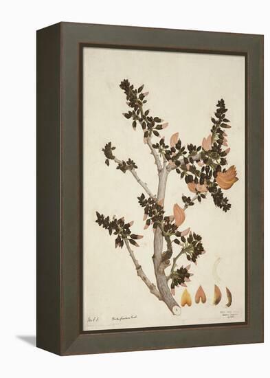 Butea Frondosa Roxb., 1800-10-null-Framed Premier Image Canvas