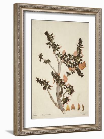 Butea Frondosa Roxb., 1800-10-null-Framed Giclee Print