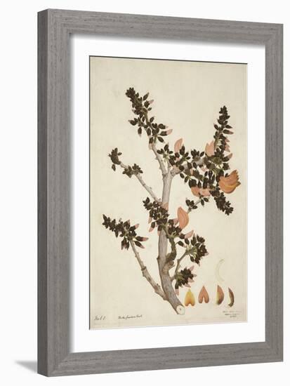 Butea Frondosa Roxb., 1800-10-null-Framed Giclee Print