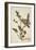 Butea Frondosa Roxb., 1800-10-null-Framed Giclee Print