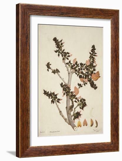 Butea Frondosa Roxb., 1800-10-null-Framed Giclee Print