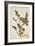 Butea Frondosa Roxb., 1800-10-null-Framed Giclee Print