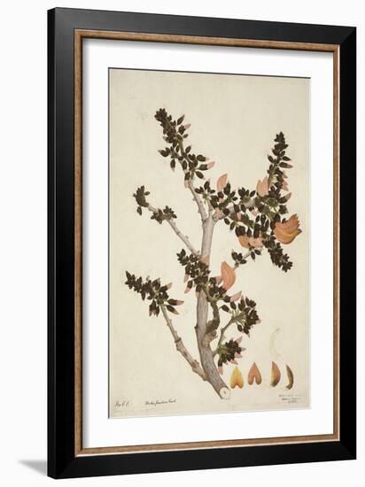 Butea Frondosa Roxb., 1800-10-null-Framed Giclee Print