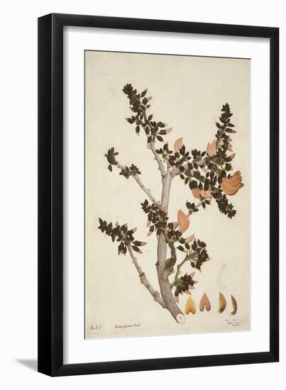 Butea Frondosa Roxb., 1800-10-null-Framed Giclee Print