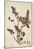 Butea Frondosa Roxb., 1800-10-null-Mounted Giclee Print