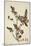 Butea Frondosa Roxb., 1800-10-null-Mounted Giclee Print